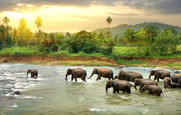 Sri Lanka tour package from Ahmedabad - international travel agency